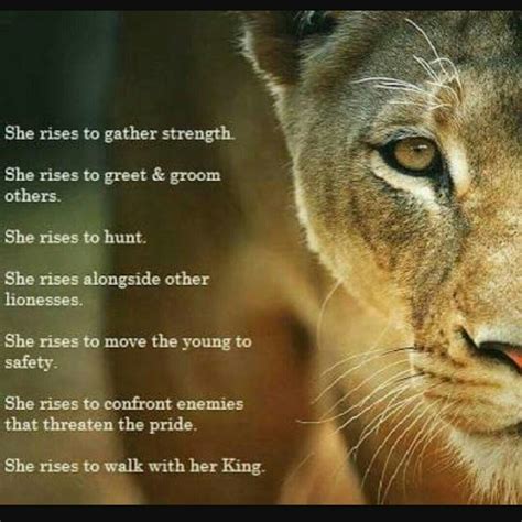 lioness quotes|60 Strong Woman Lion Quotes (Roar Like A Lioness)